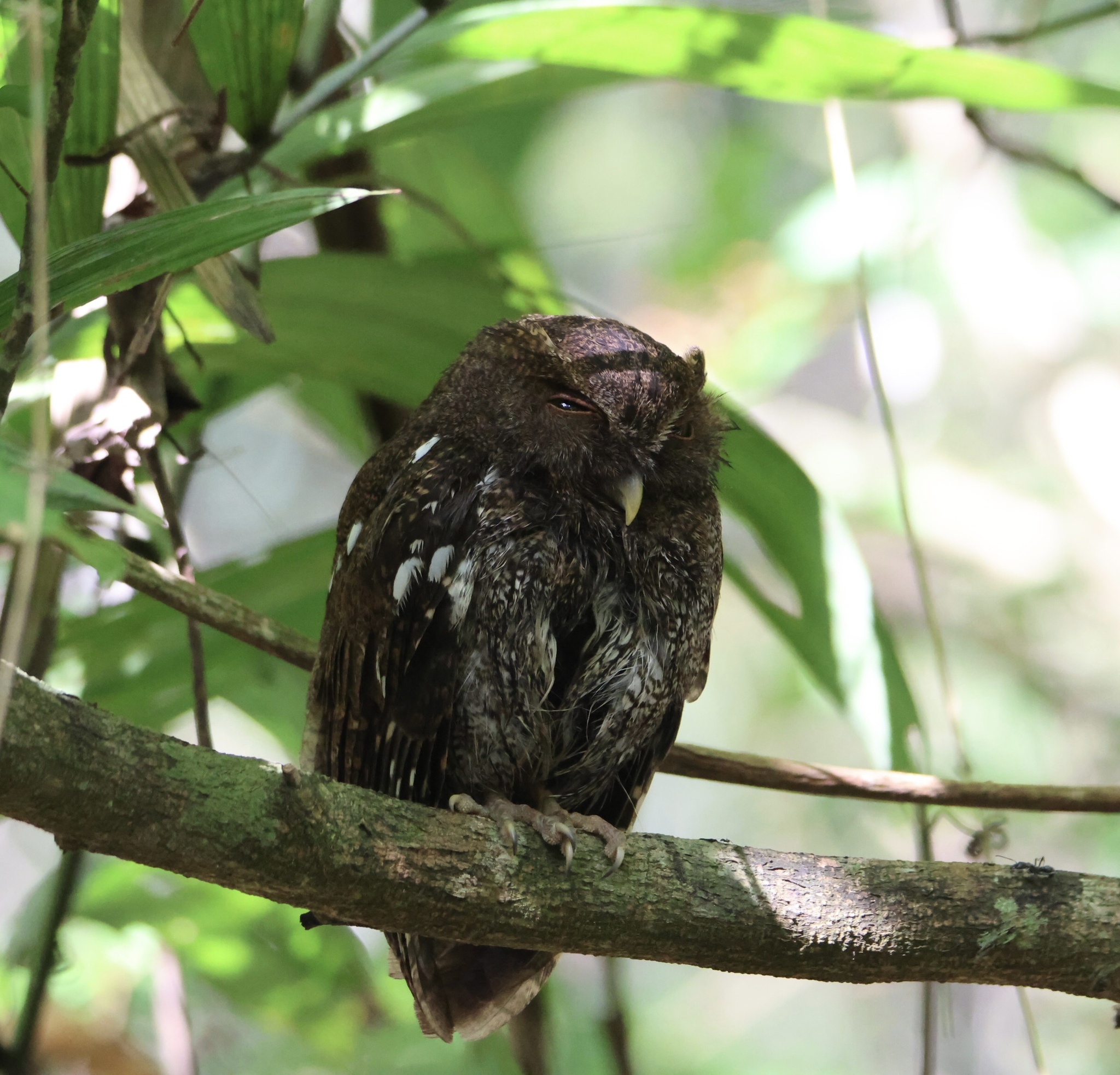 Choco Screech Owl