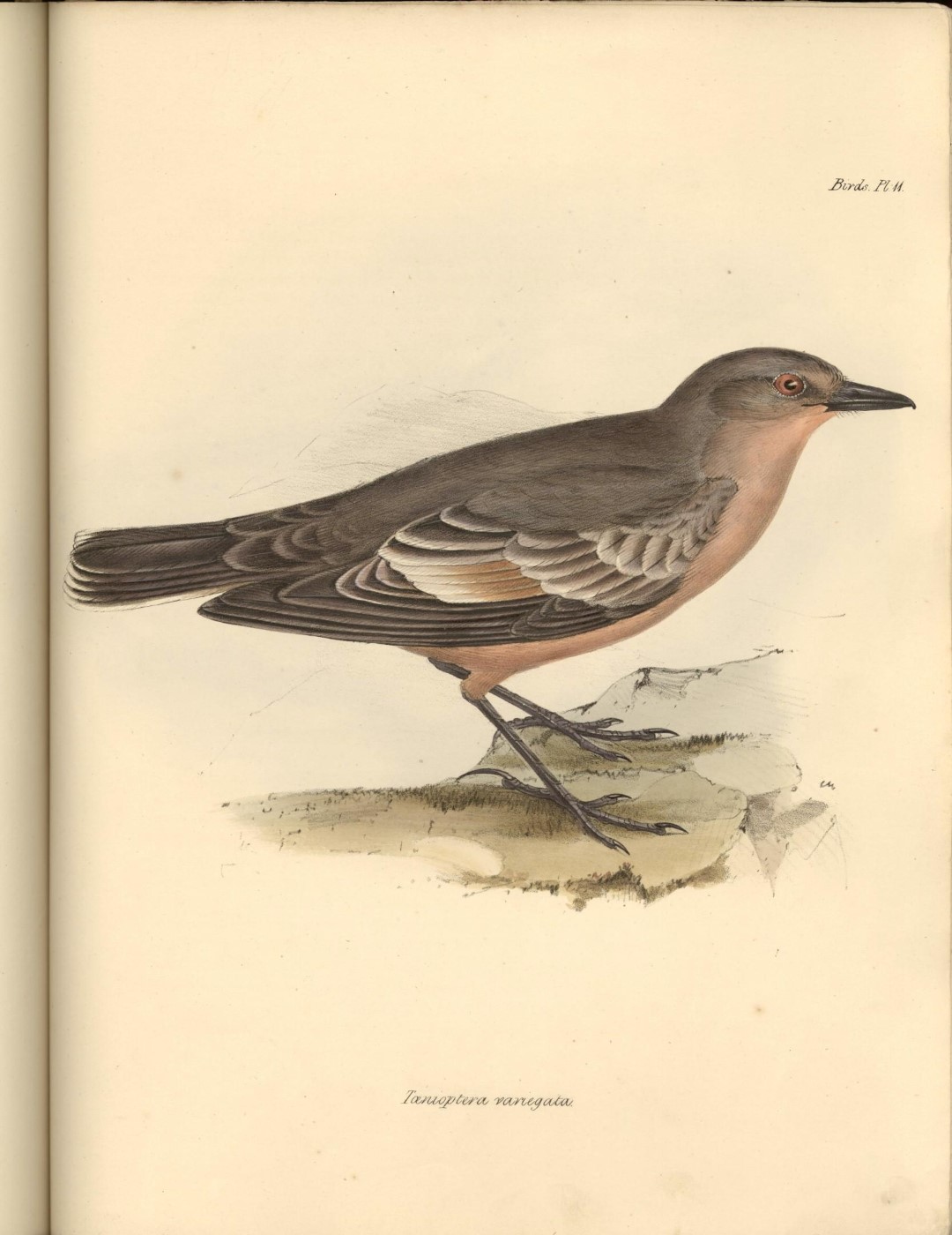 Chocolate-vented Tyrant