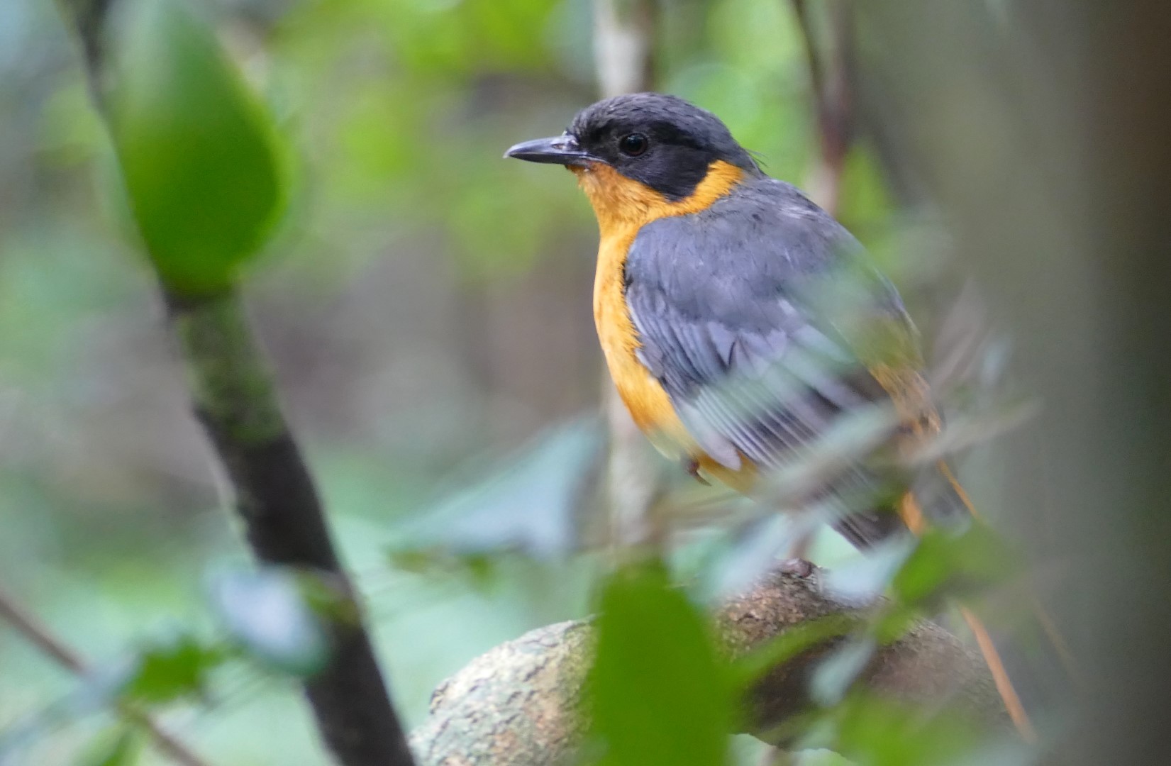 Chorister Robin-Chat