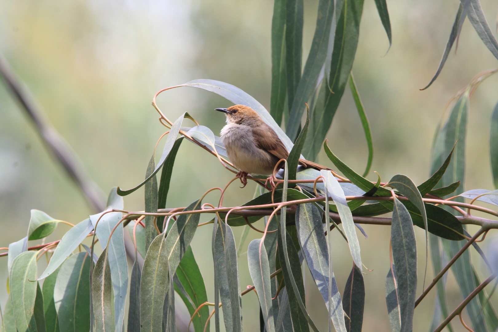 Chubb's cisticola