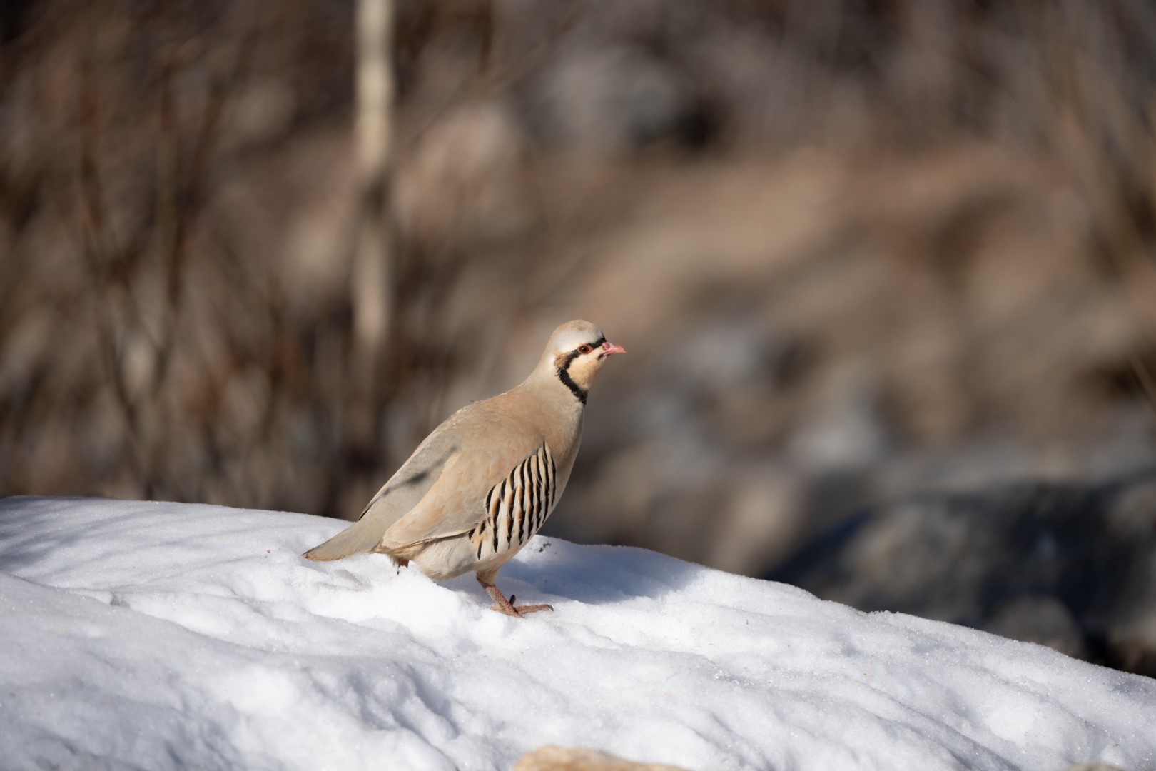 Chukar Partridge