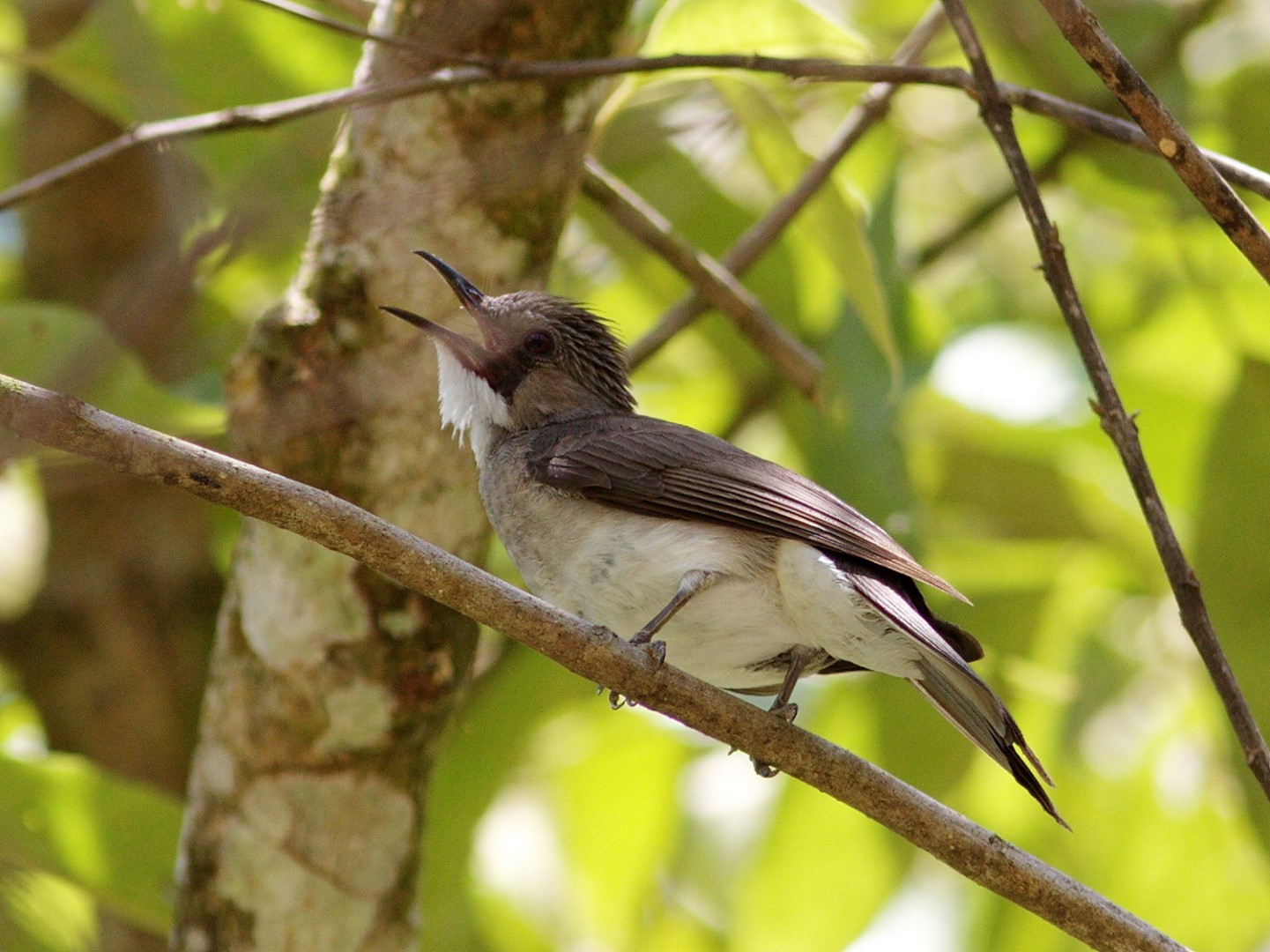 Cinereous Bulbul