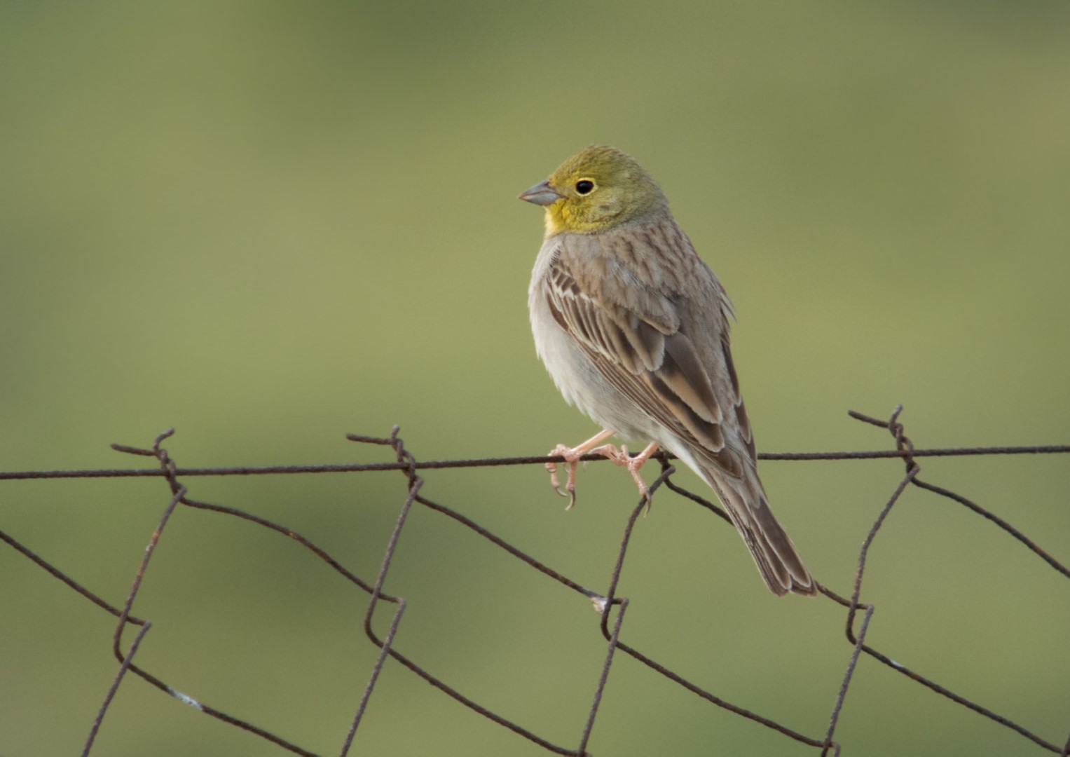 Cinereous Bunting