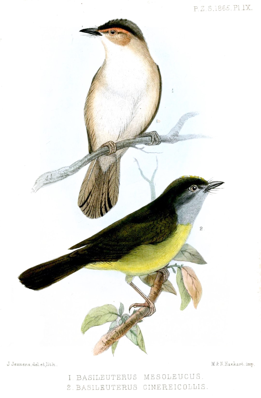 Cinereous-capped Warbler