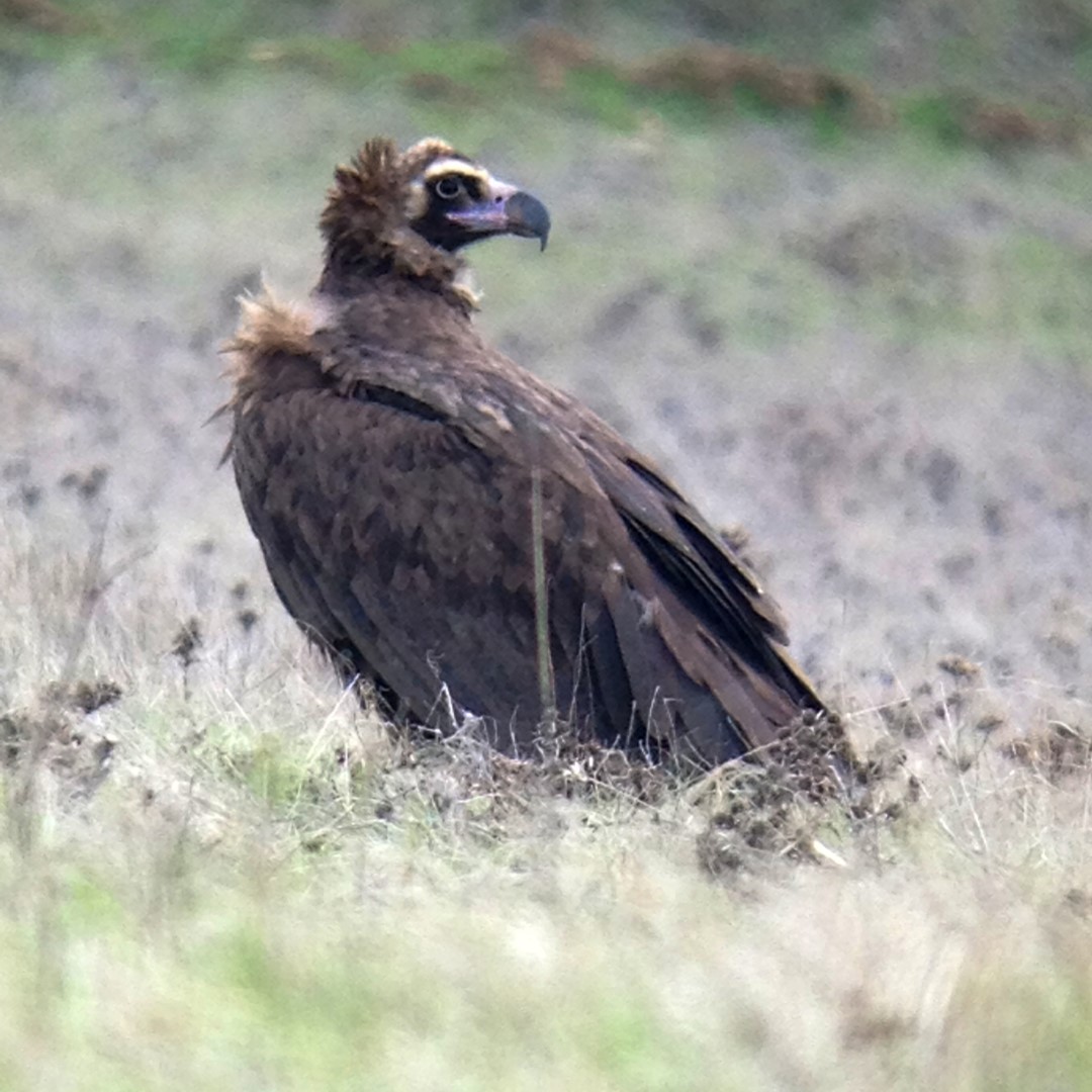 Cinereous Vulture