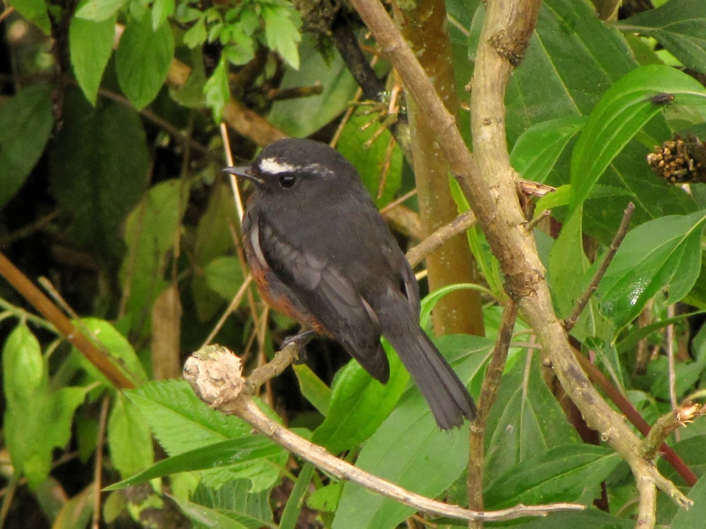 Cinnamon-bellied Chat-Tyrant