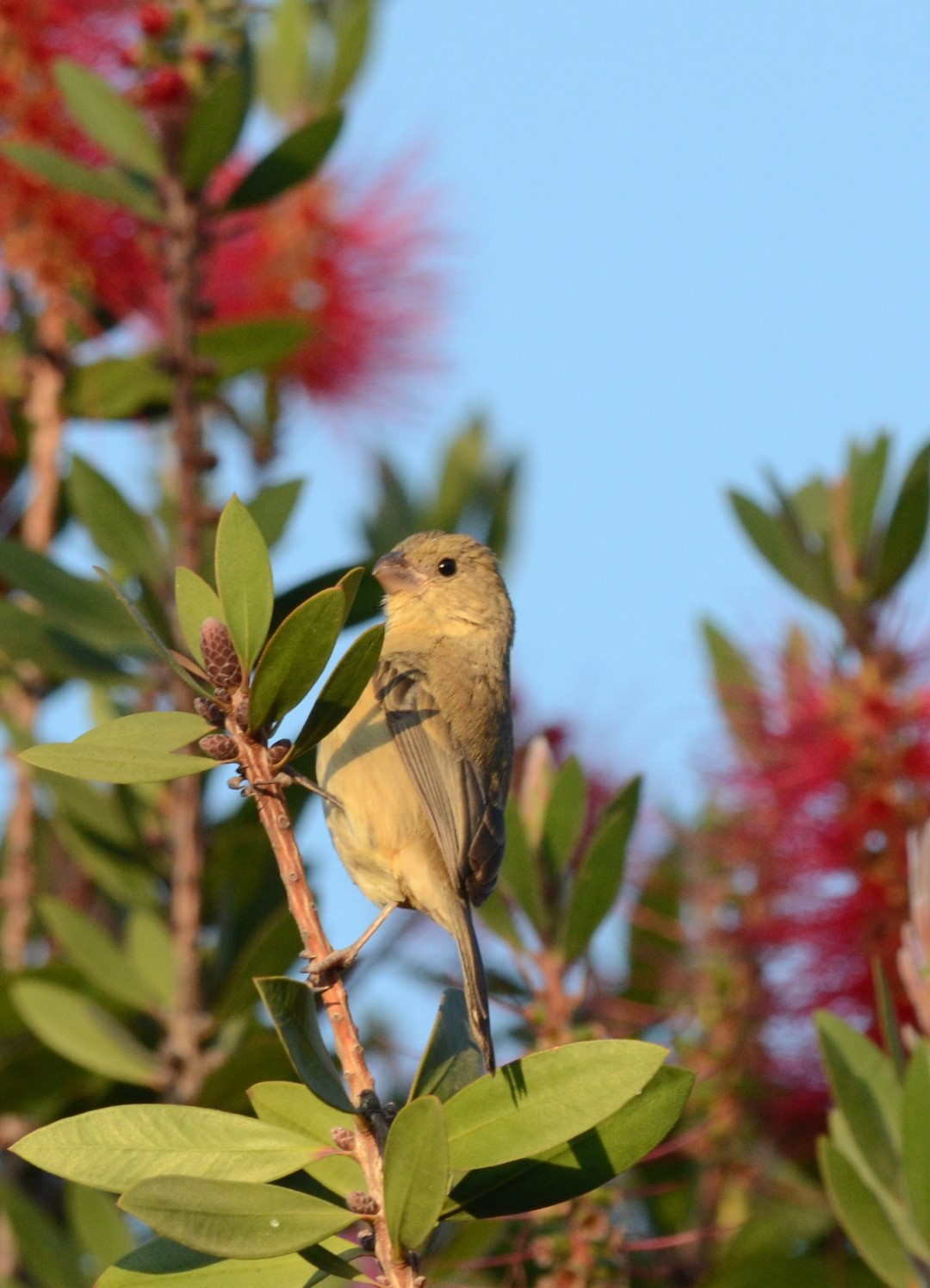 Cinnamon-bellied Seedeater