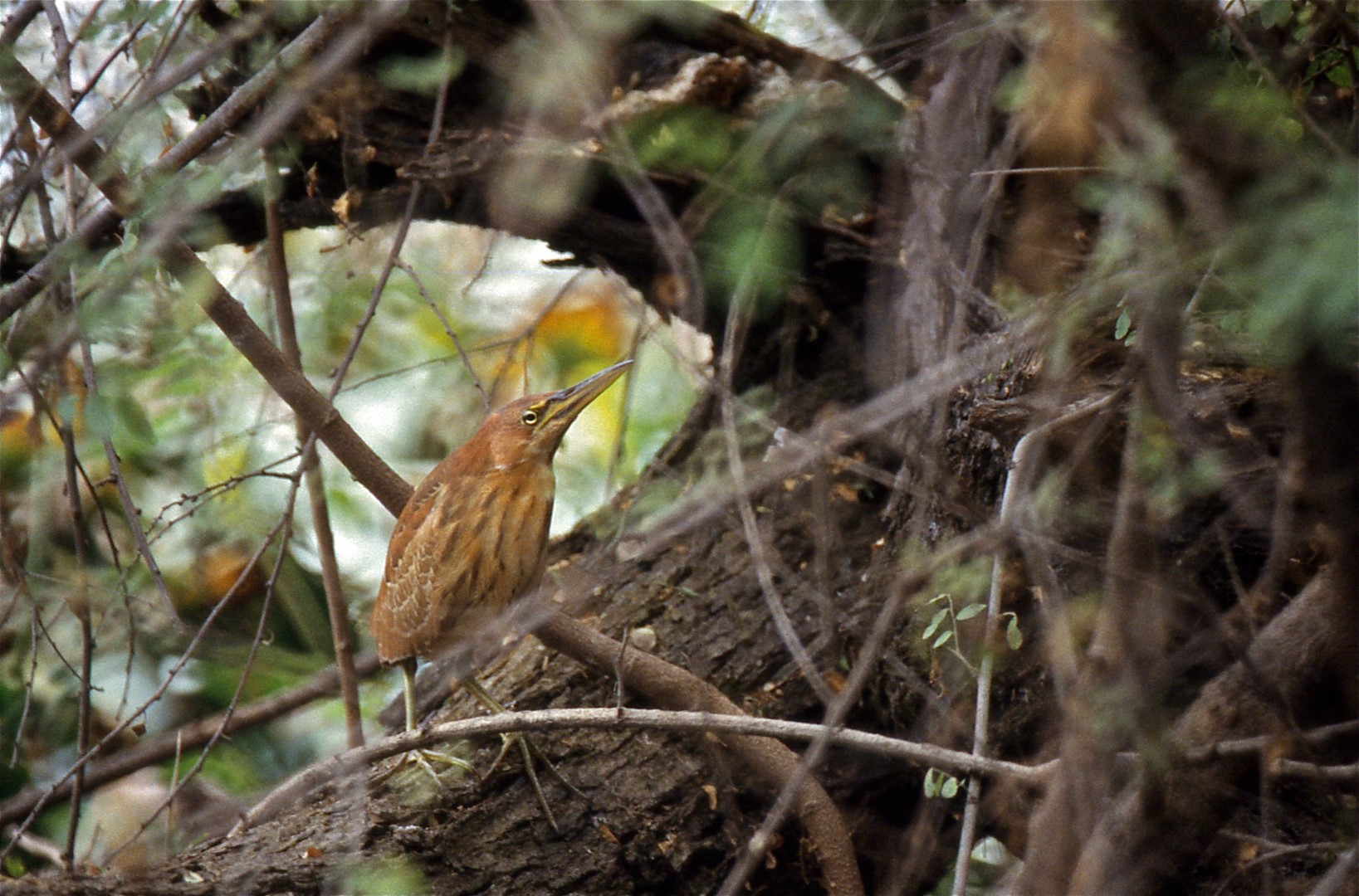 Cinnamon Bittern