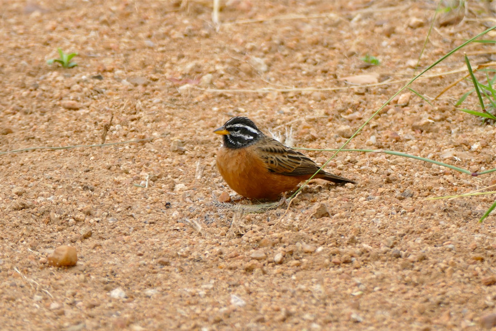 Cinnamon-breasted Bunting