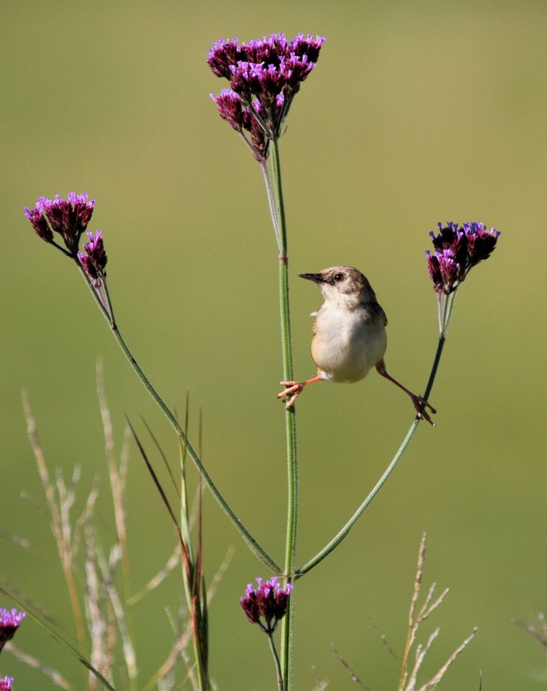 Cinnamon-breasted Cisticola