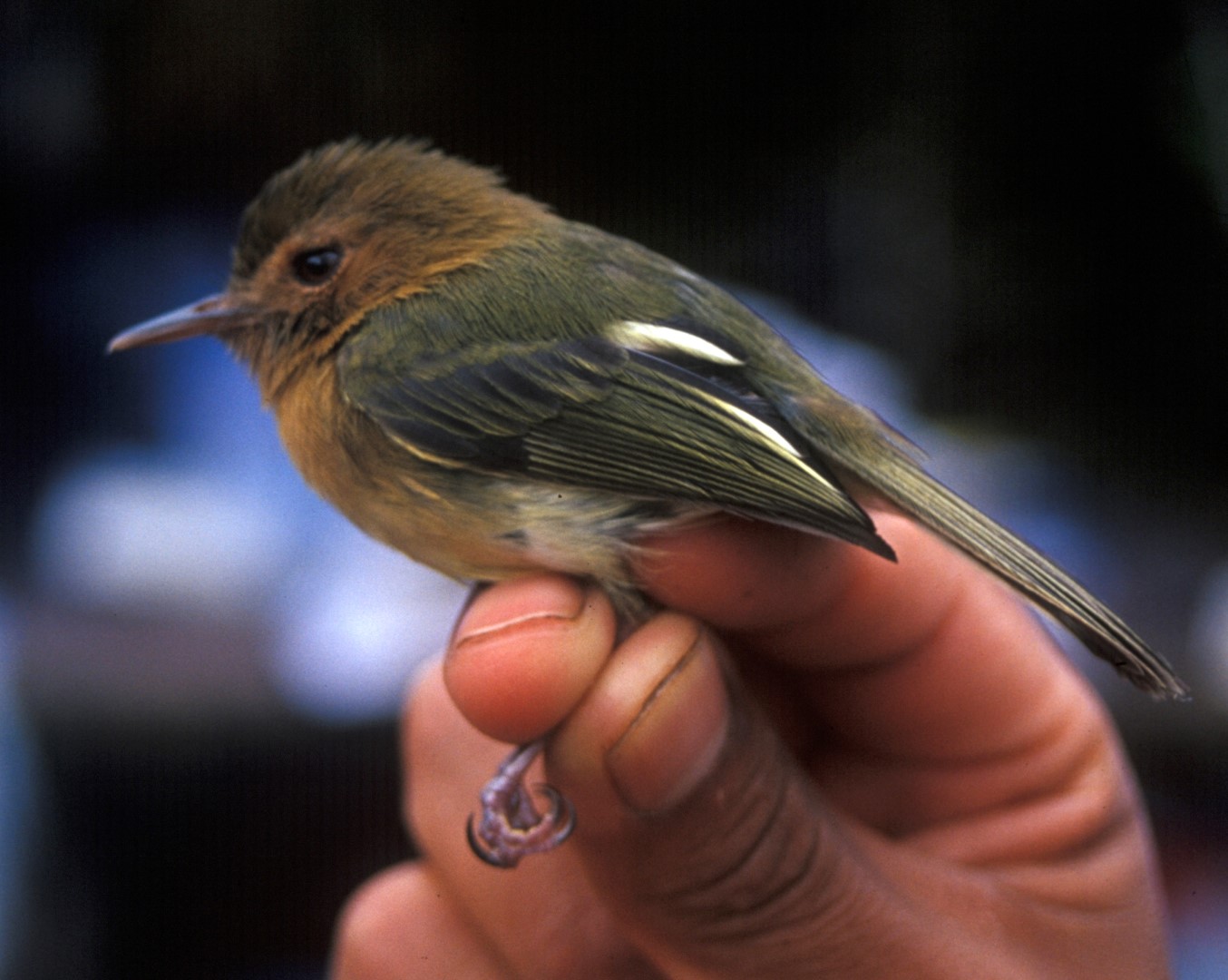 Cinnamon-breasted Tody-Tyrant