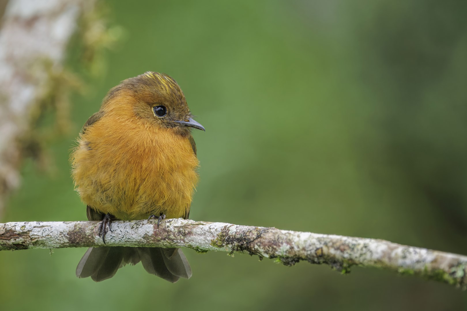 Cinnamon Flycatcher