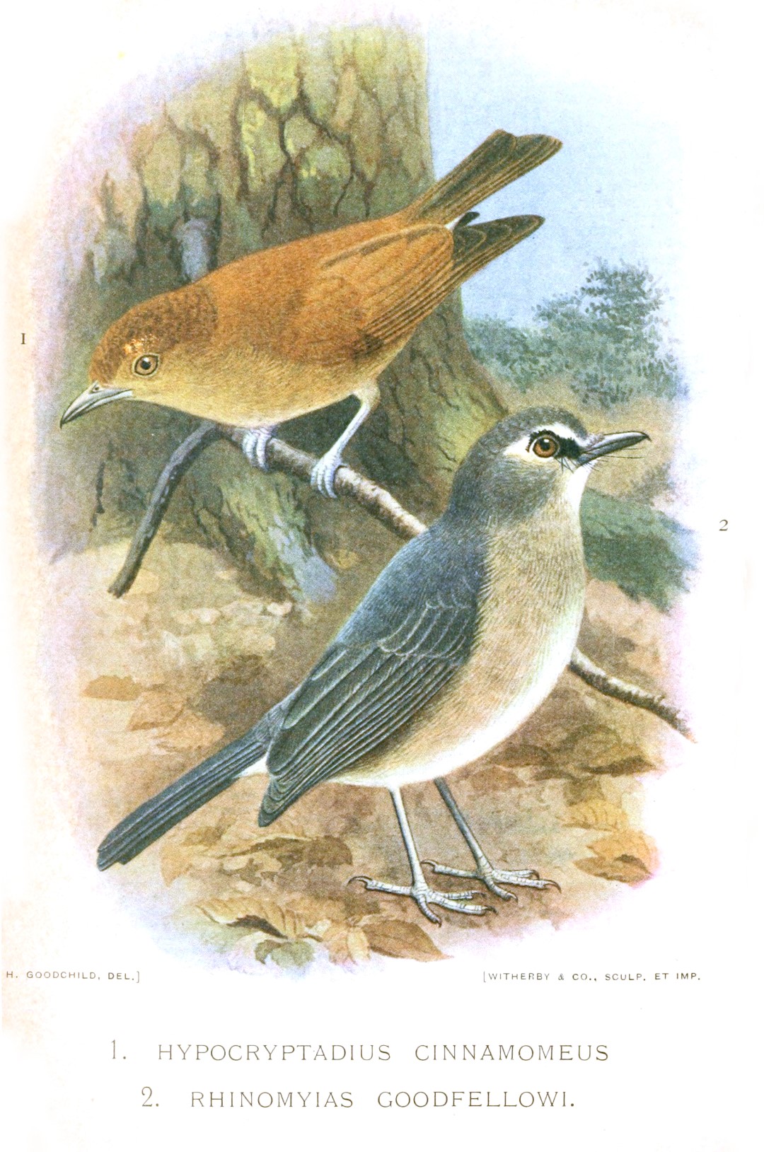 Cinnamon Ground Dove