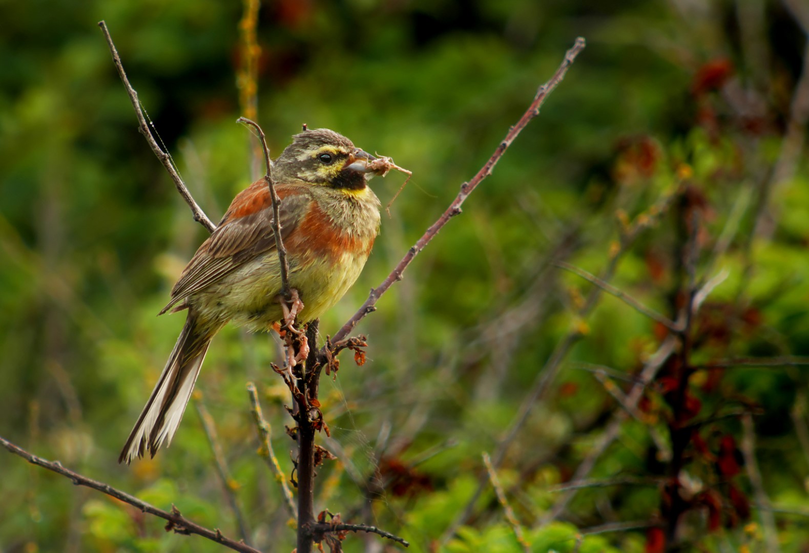 Cirl Bunting
