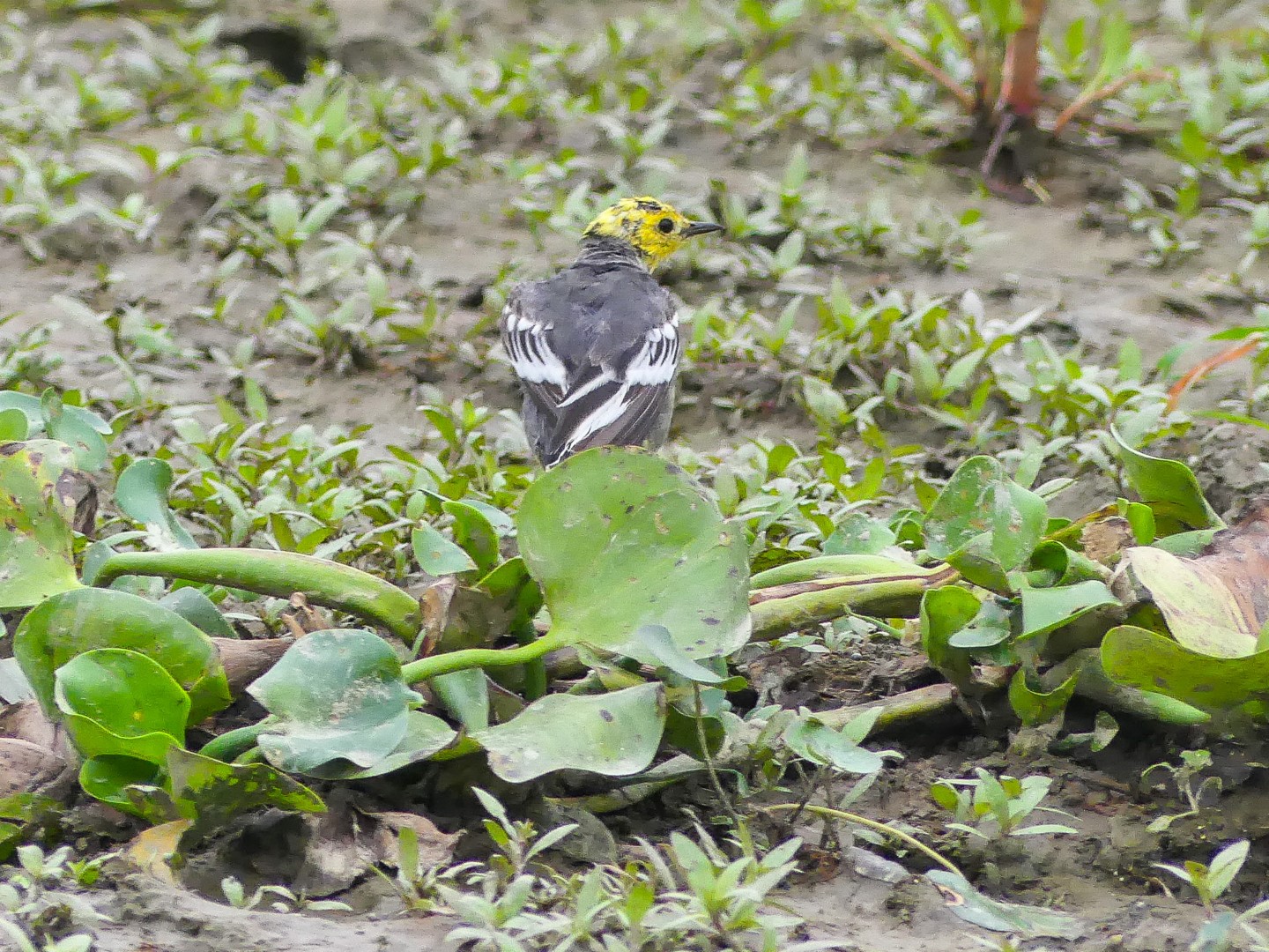Citrine Wagtail