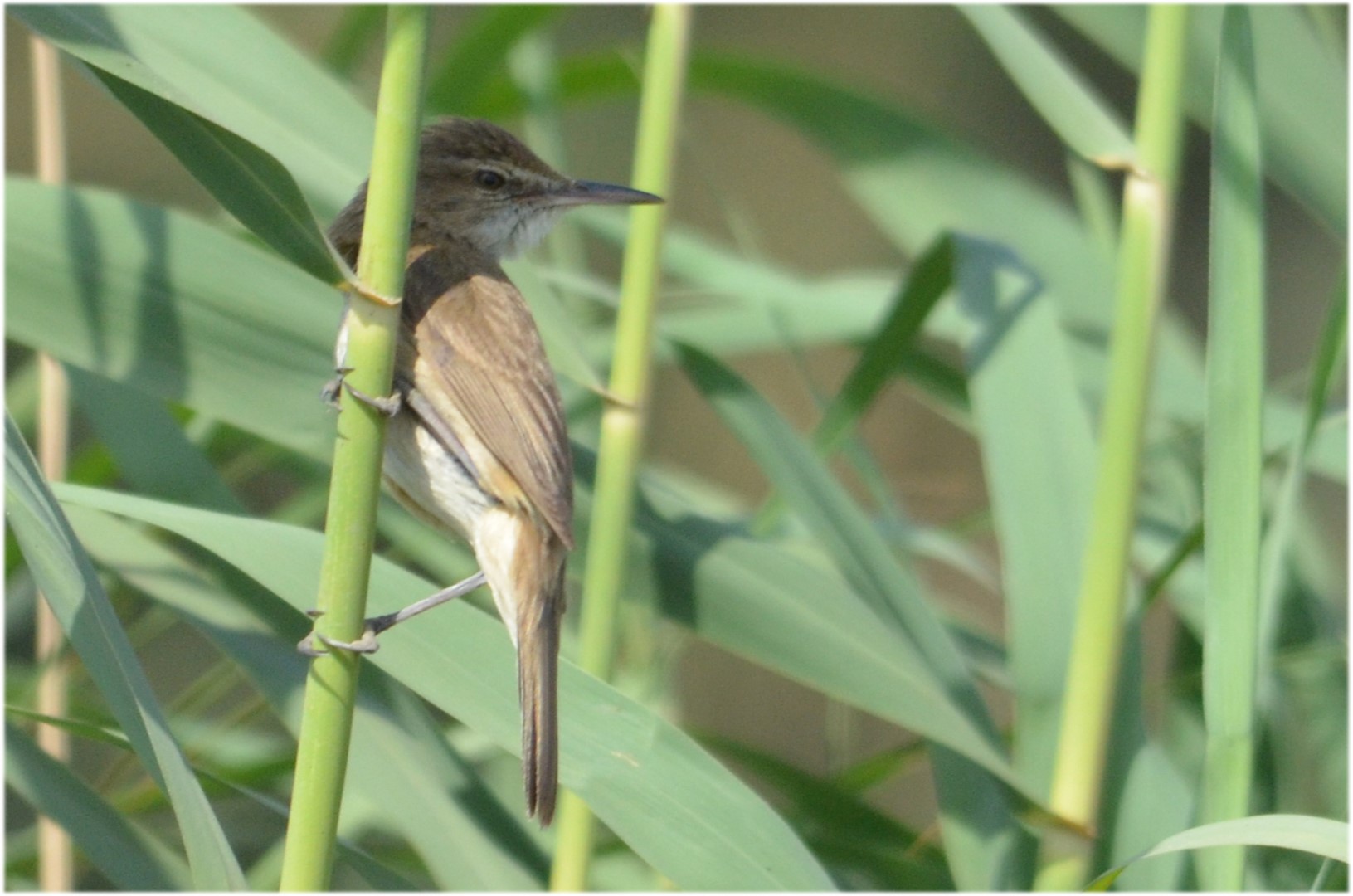 Clamorous reed warbler