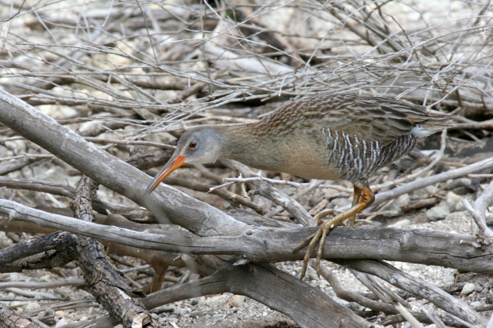 Clapper Rail