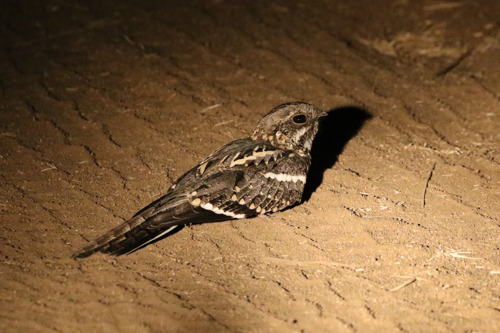 Clarke's nightjar