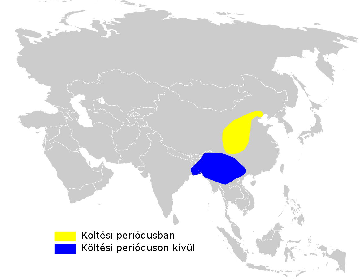 Claudia's Leaf Warbler