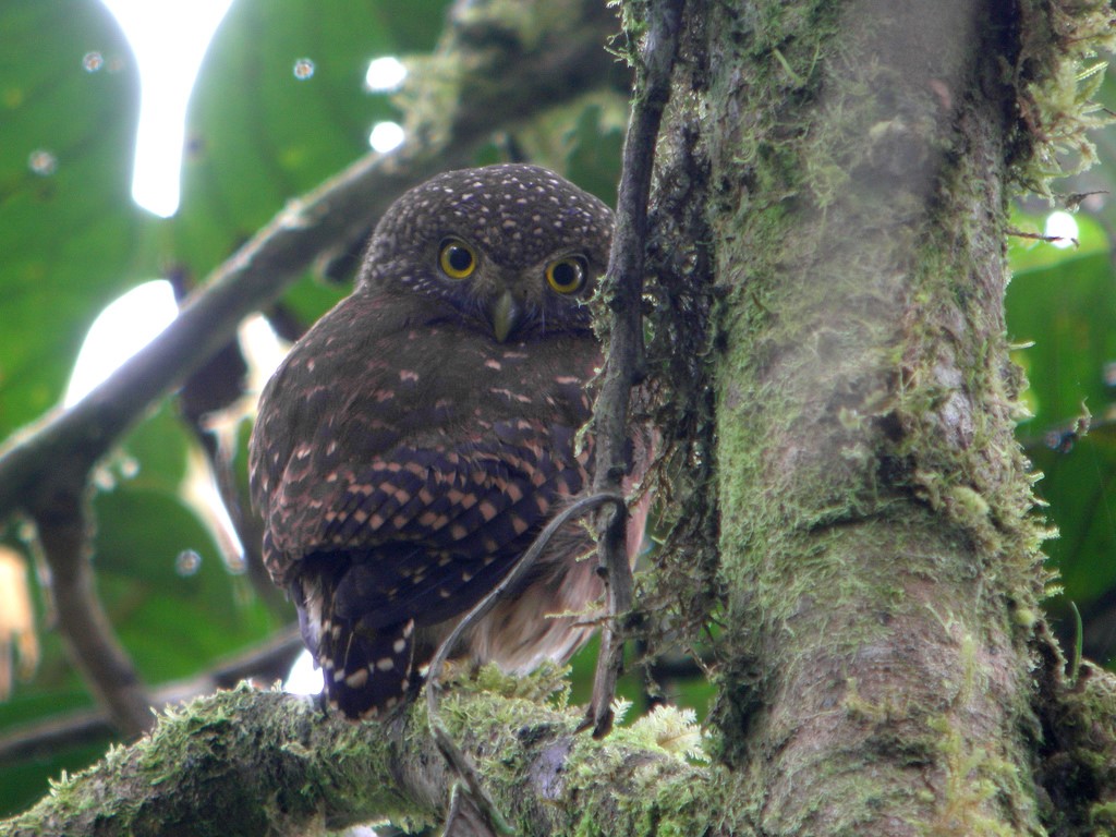Cloud-forest Pygmy Owl