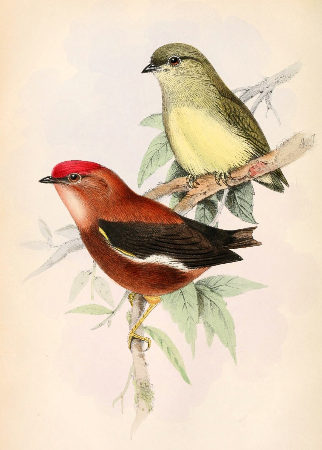 Club-winged Manakin