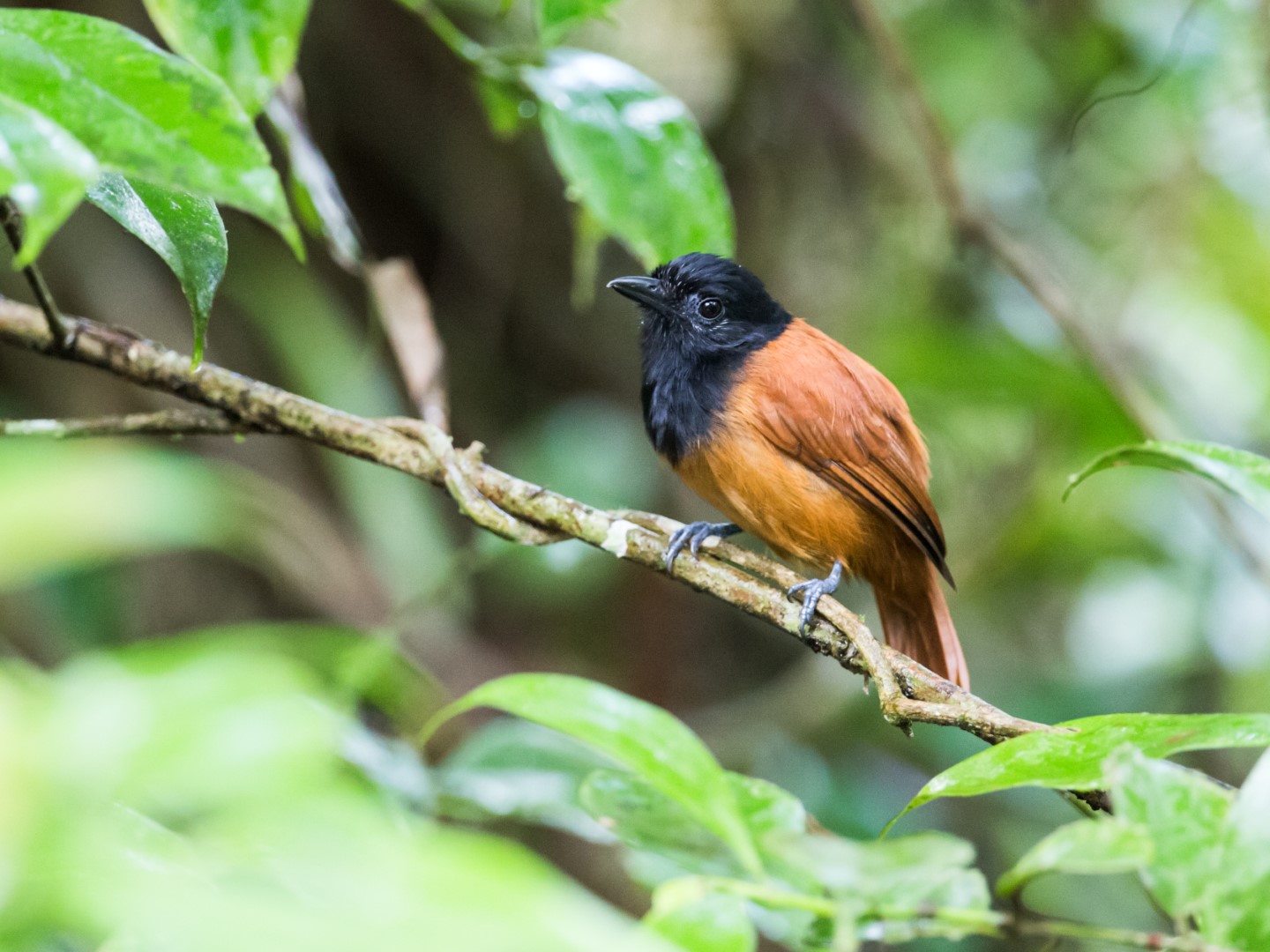 Cocha Antshrike