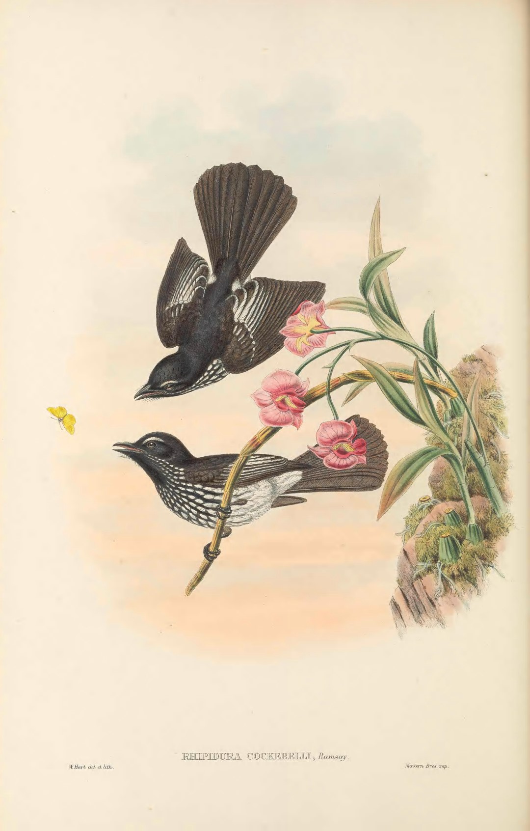 Cockerell's Fantail