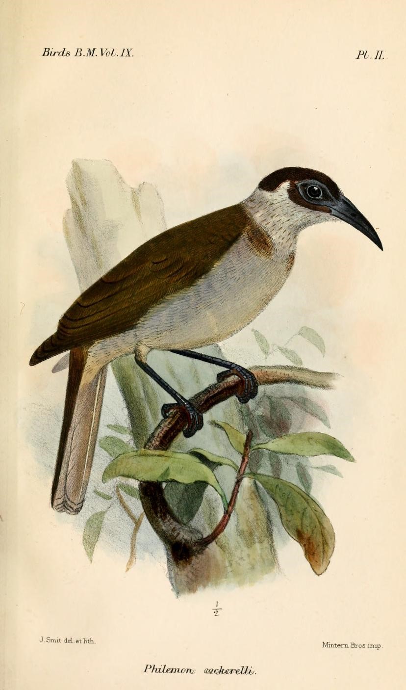 Cockerell's Friarbird