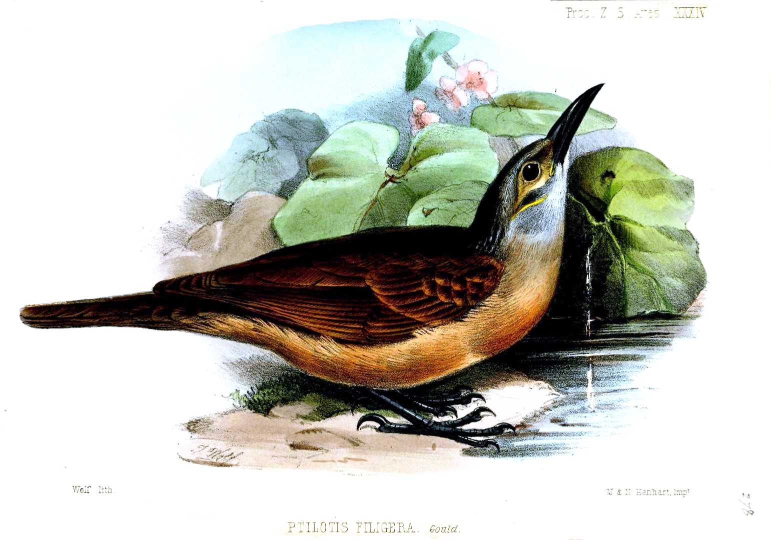 Cockerell's Woodpecker