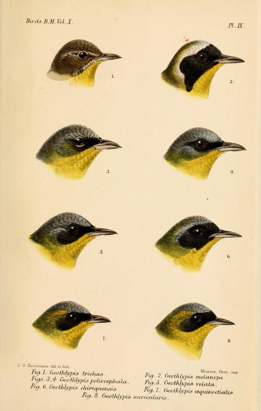 Colima Warbler