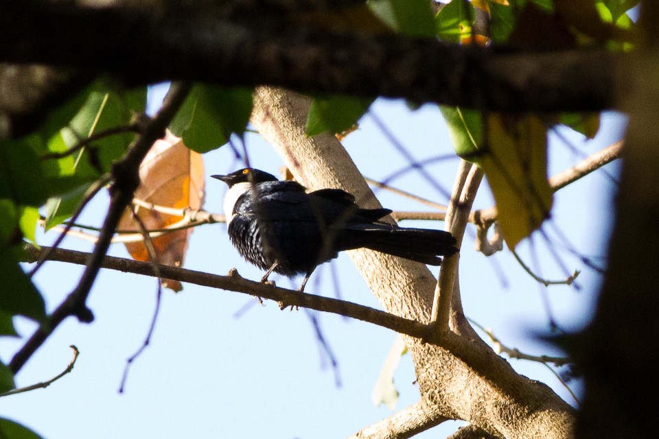 Collared Antshrike