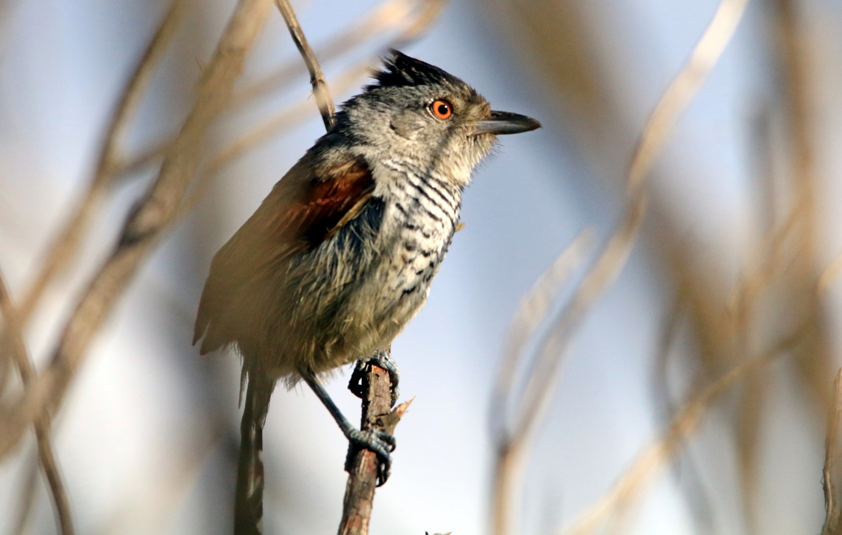 Collared Antshrike