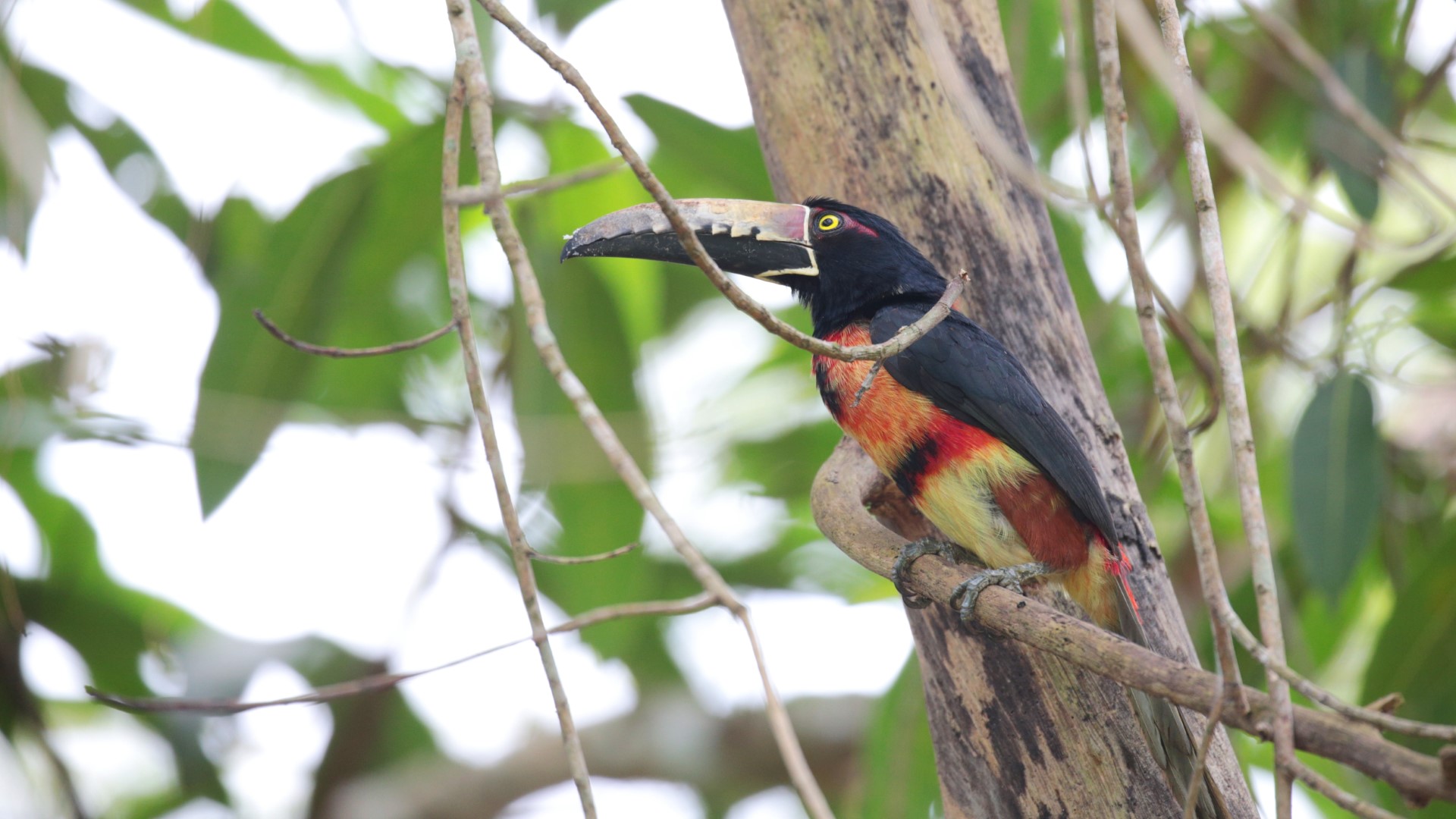 Collared Aracari