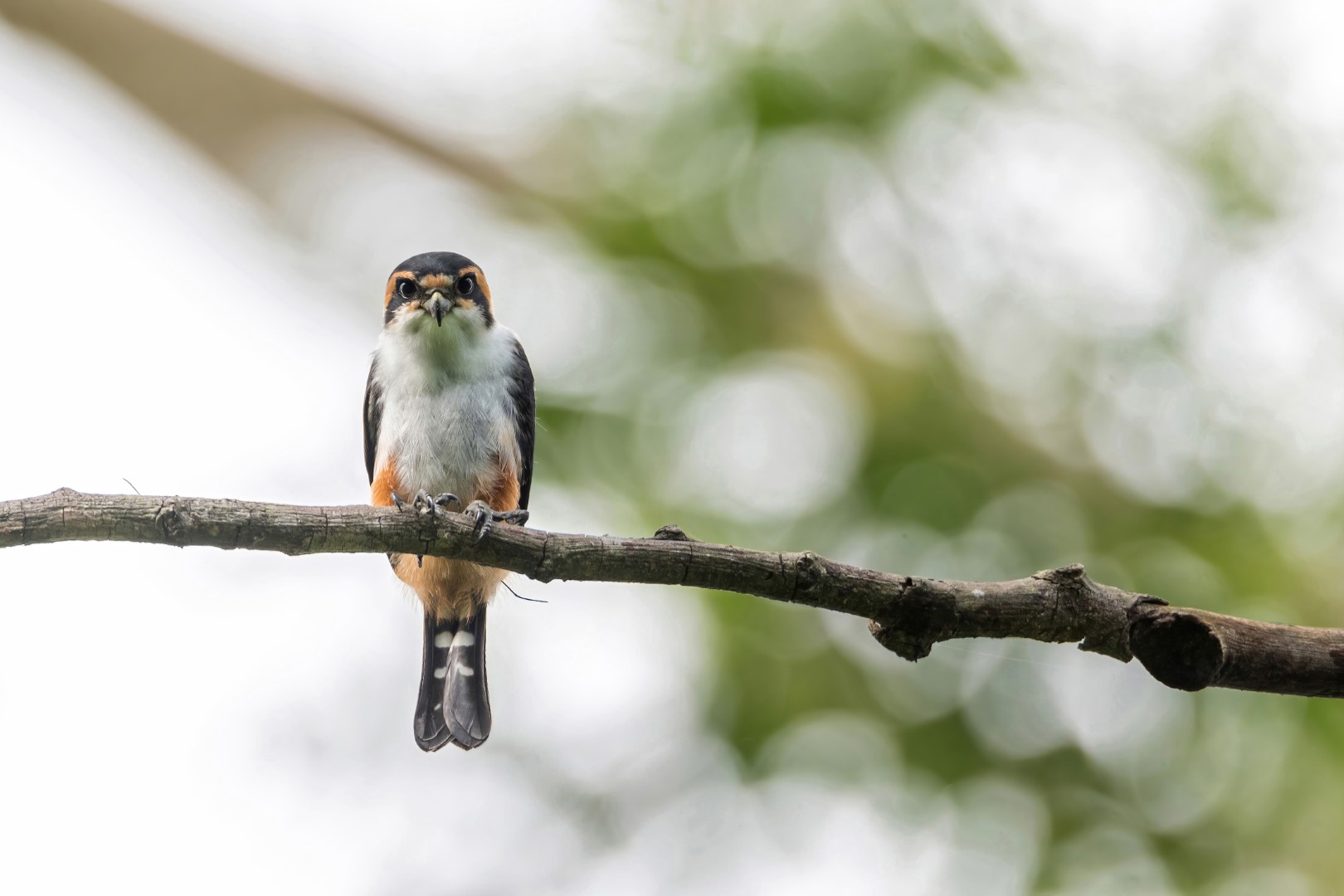 Collared Falconet