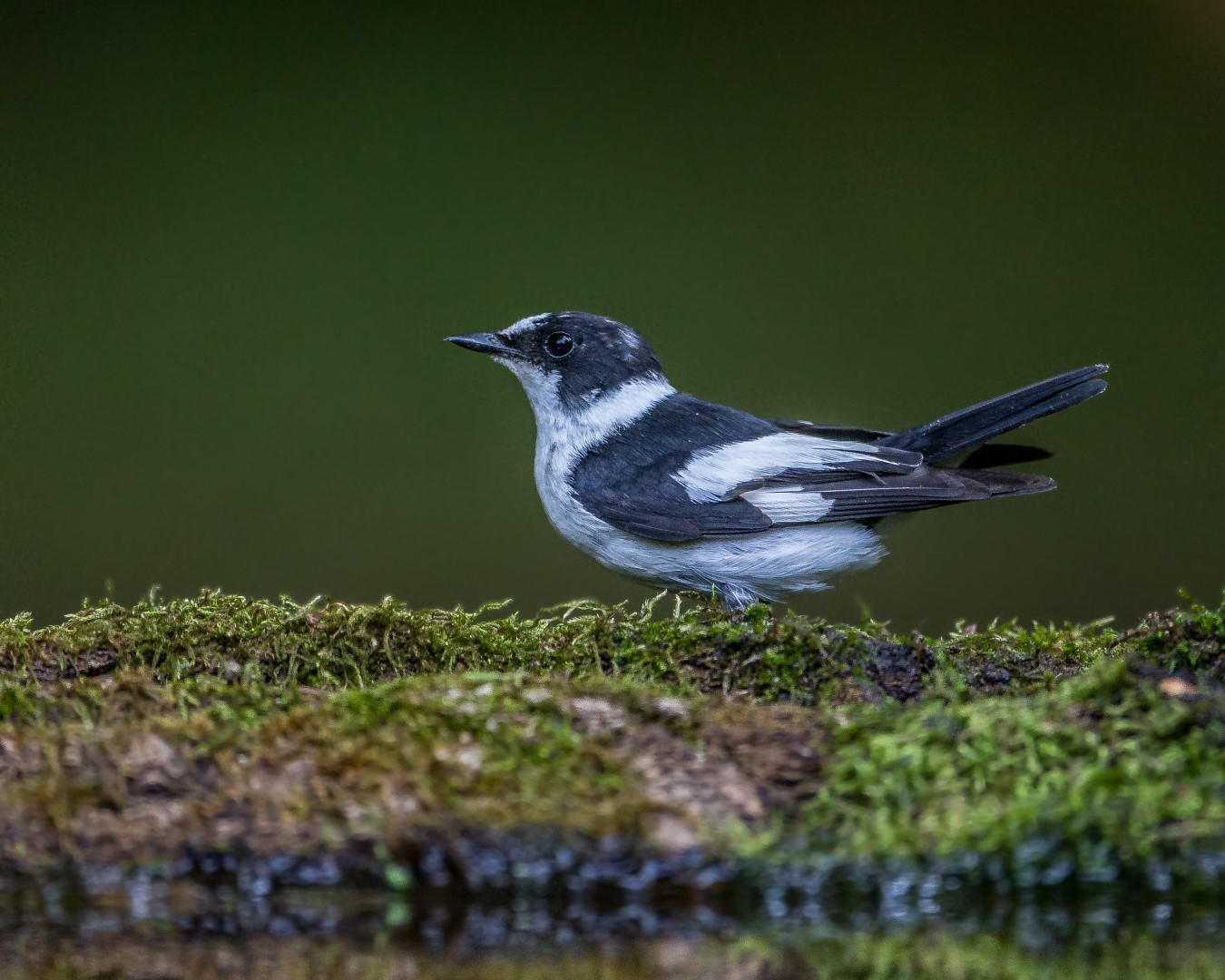Collared Flycatcher