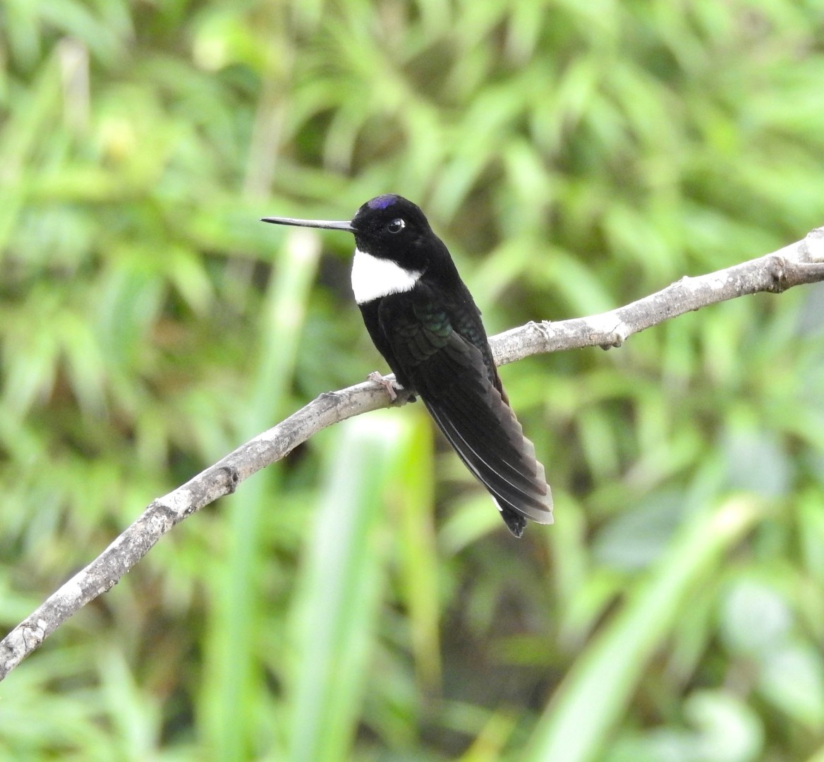 Collared Inca