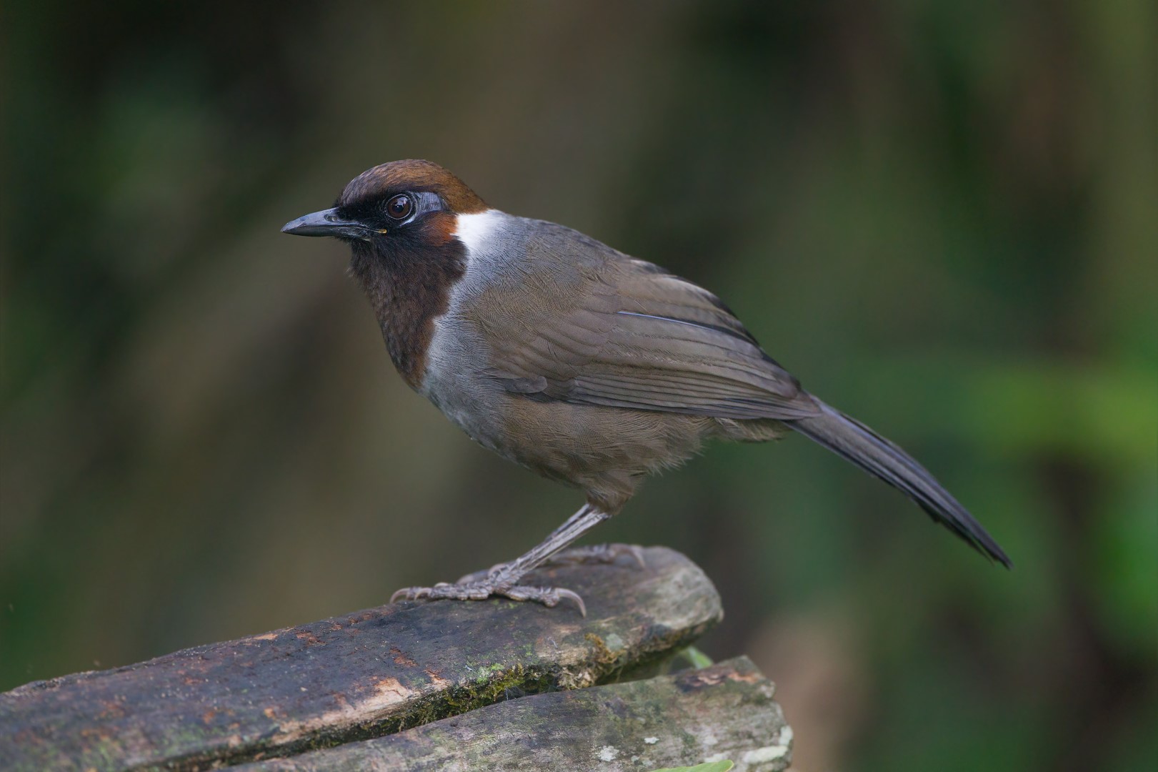 Collared Laughingthrush