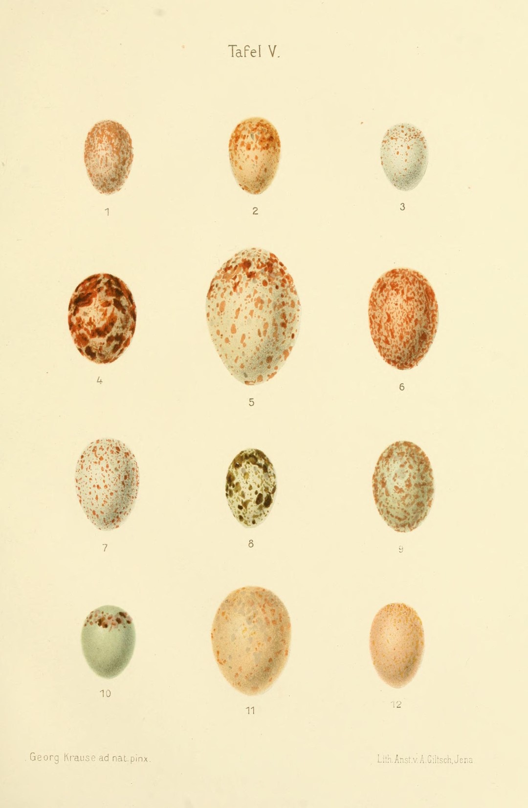Collared Palm-Thrush