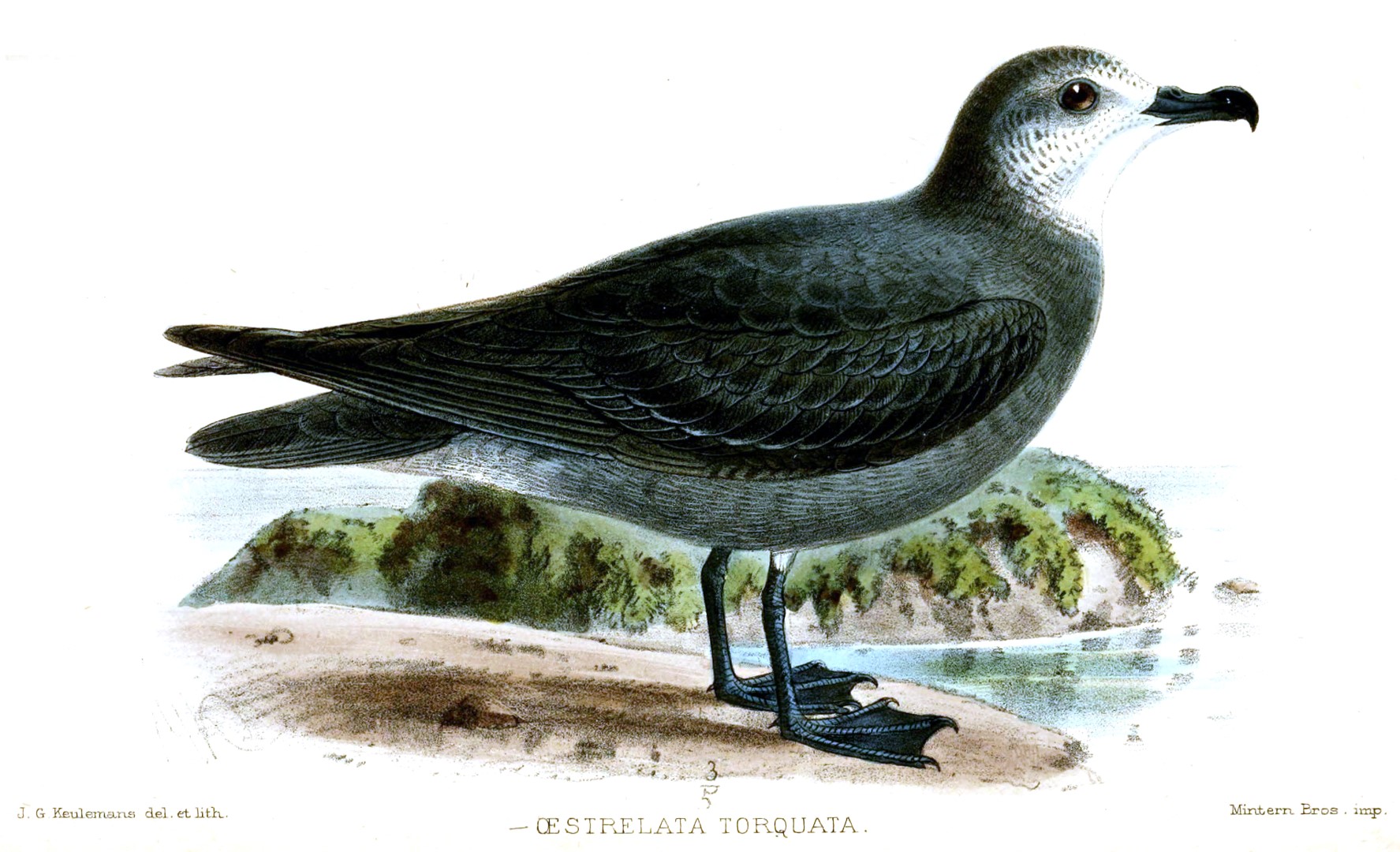 Collared Petrel