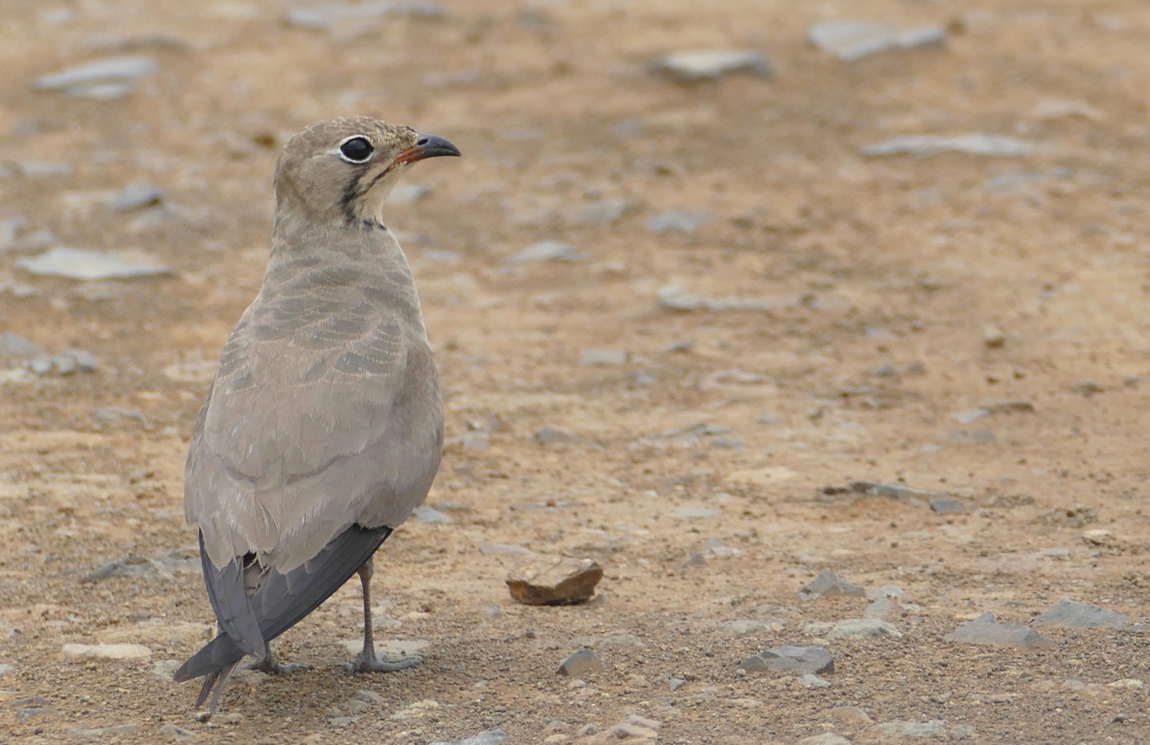 Collared Pratincole