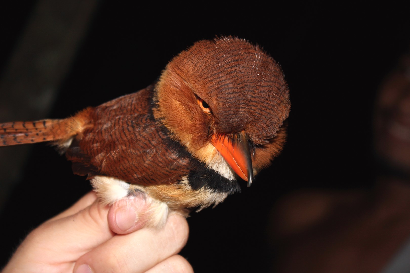 Collared puffbird