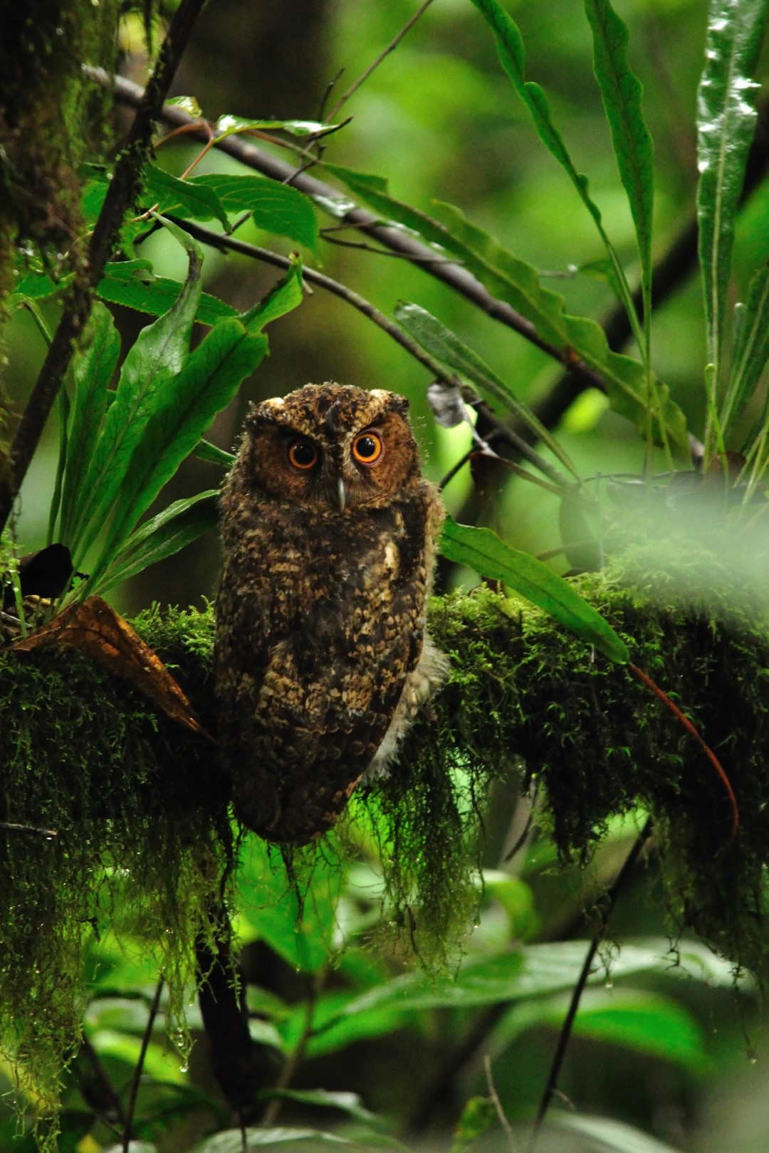 Collared Scops Owl