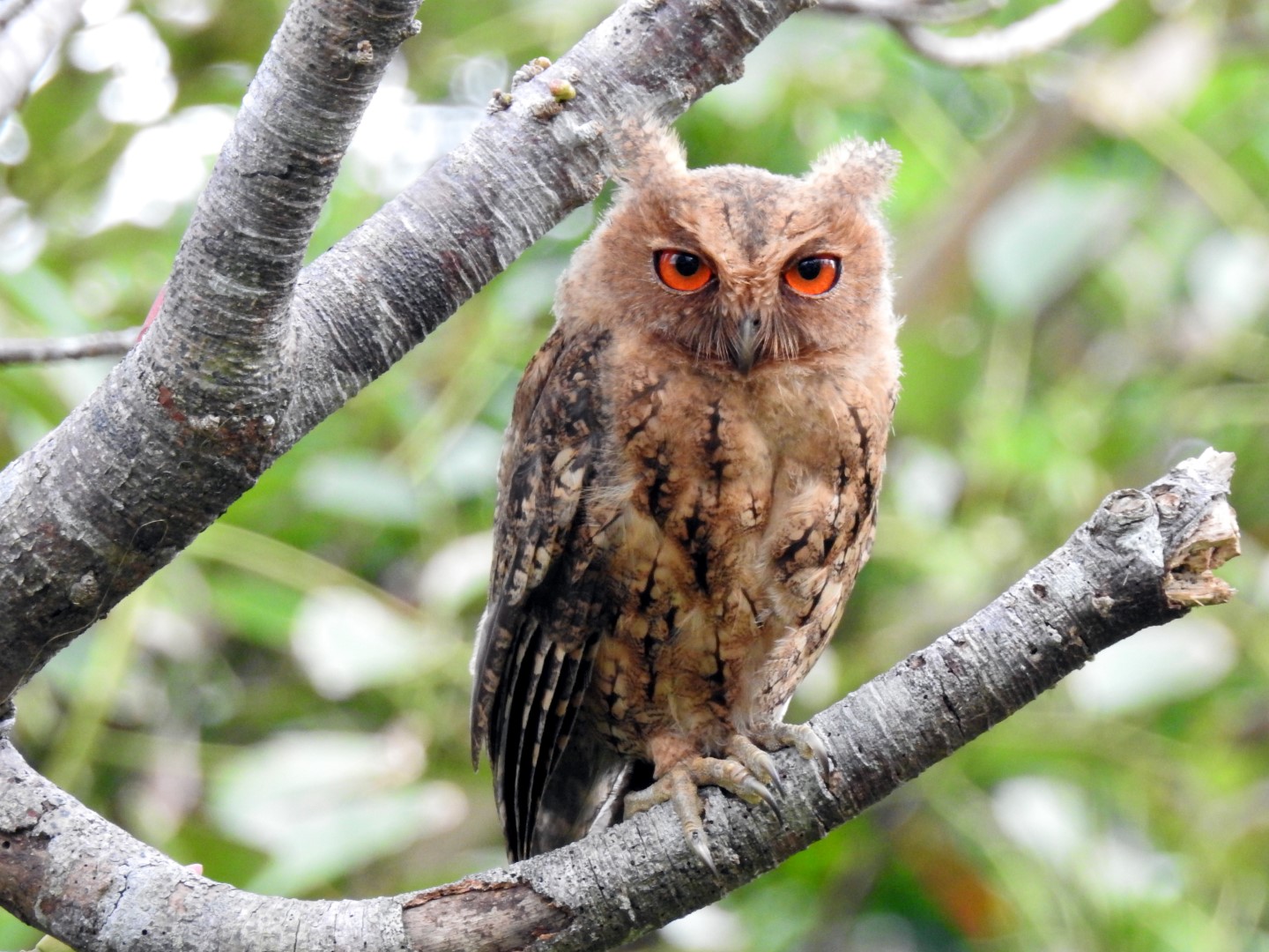 Collared Scops Owl