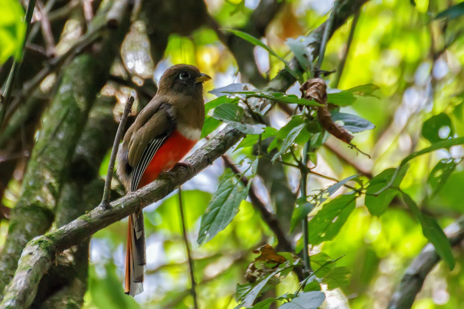 Collared Trogon