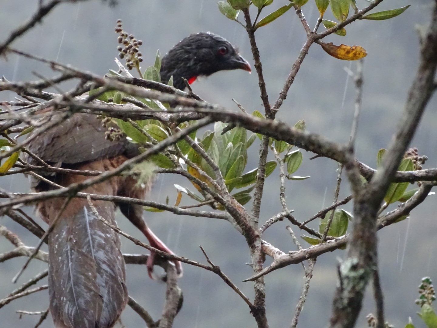 Colombian Chachalaca