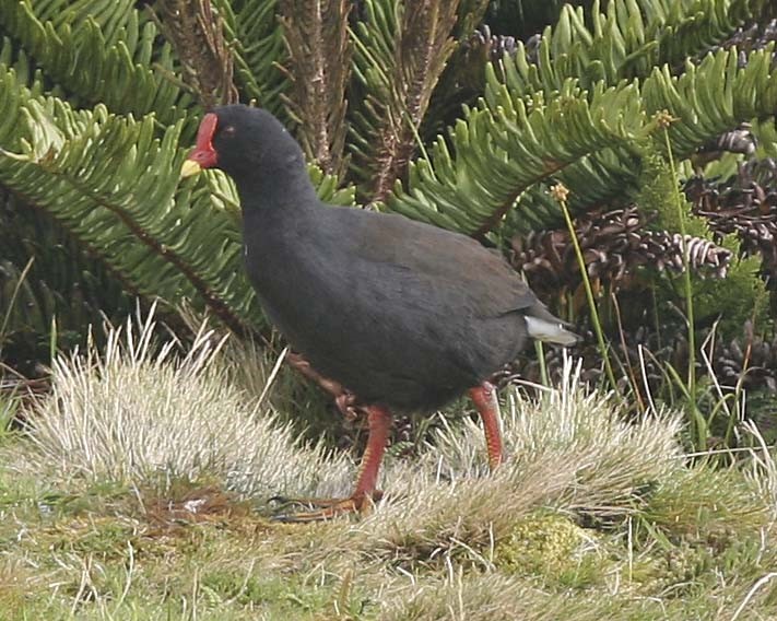 Comer's Gallinule