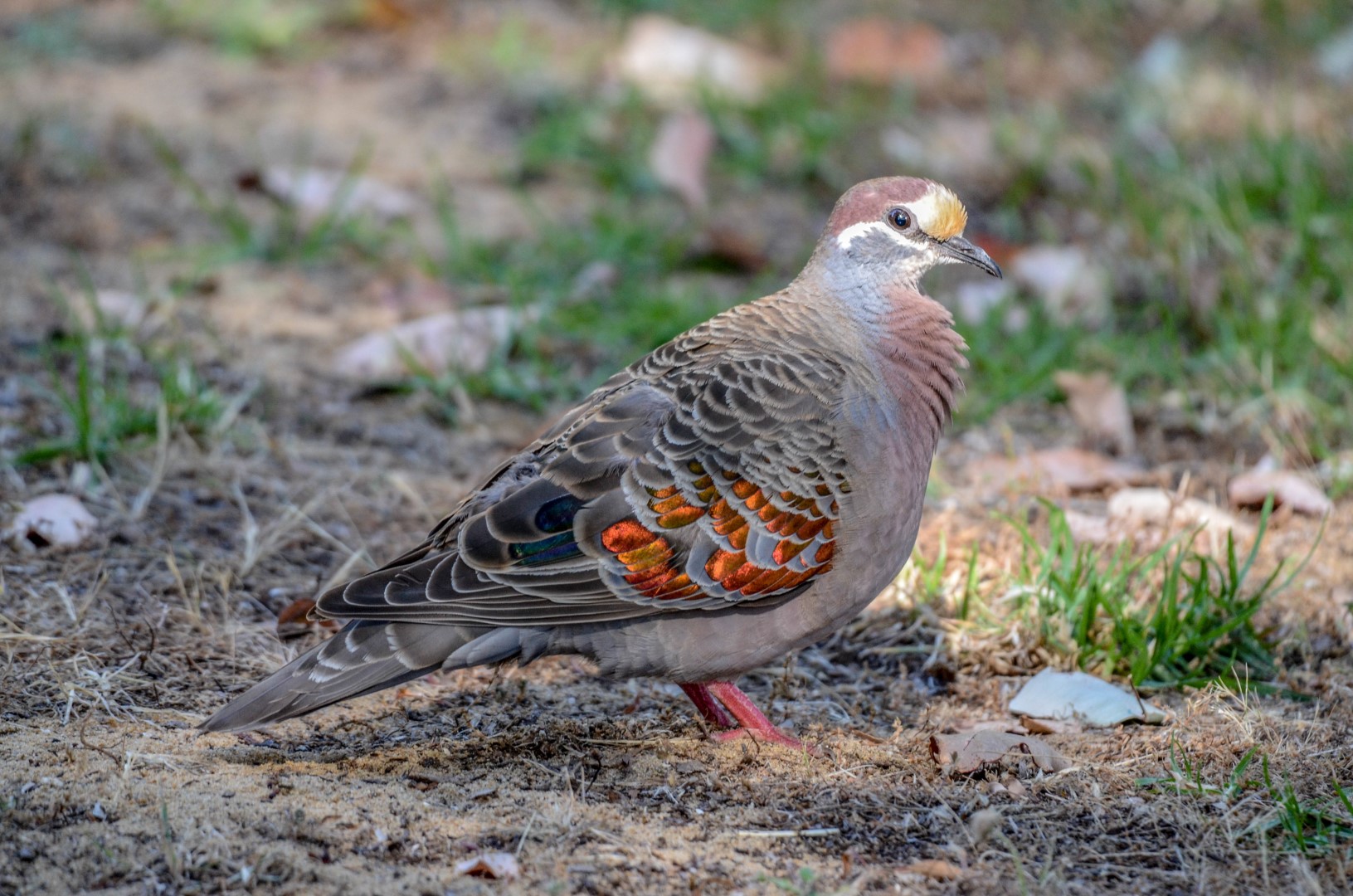 Common Bronzewing