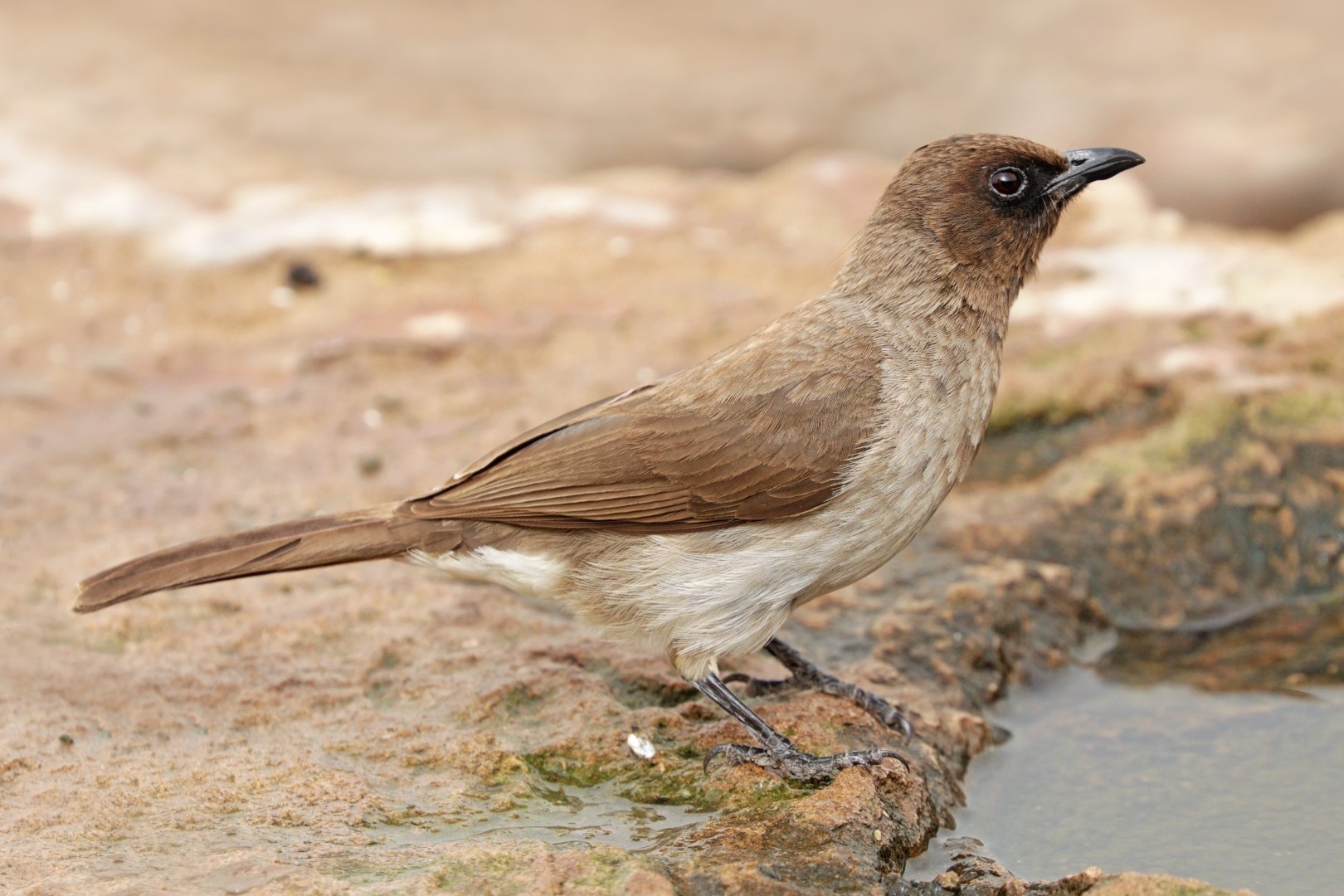 Common Bulbul
