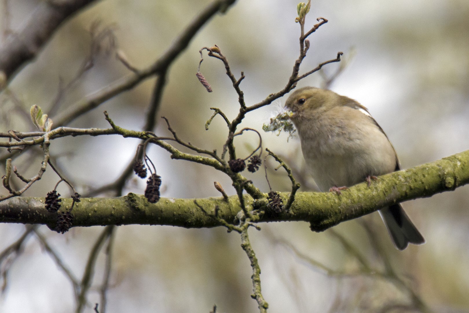 Common Chaffinch