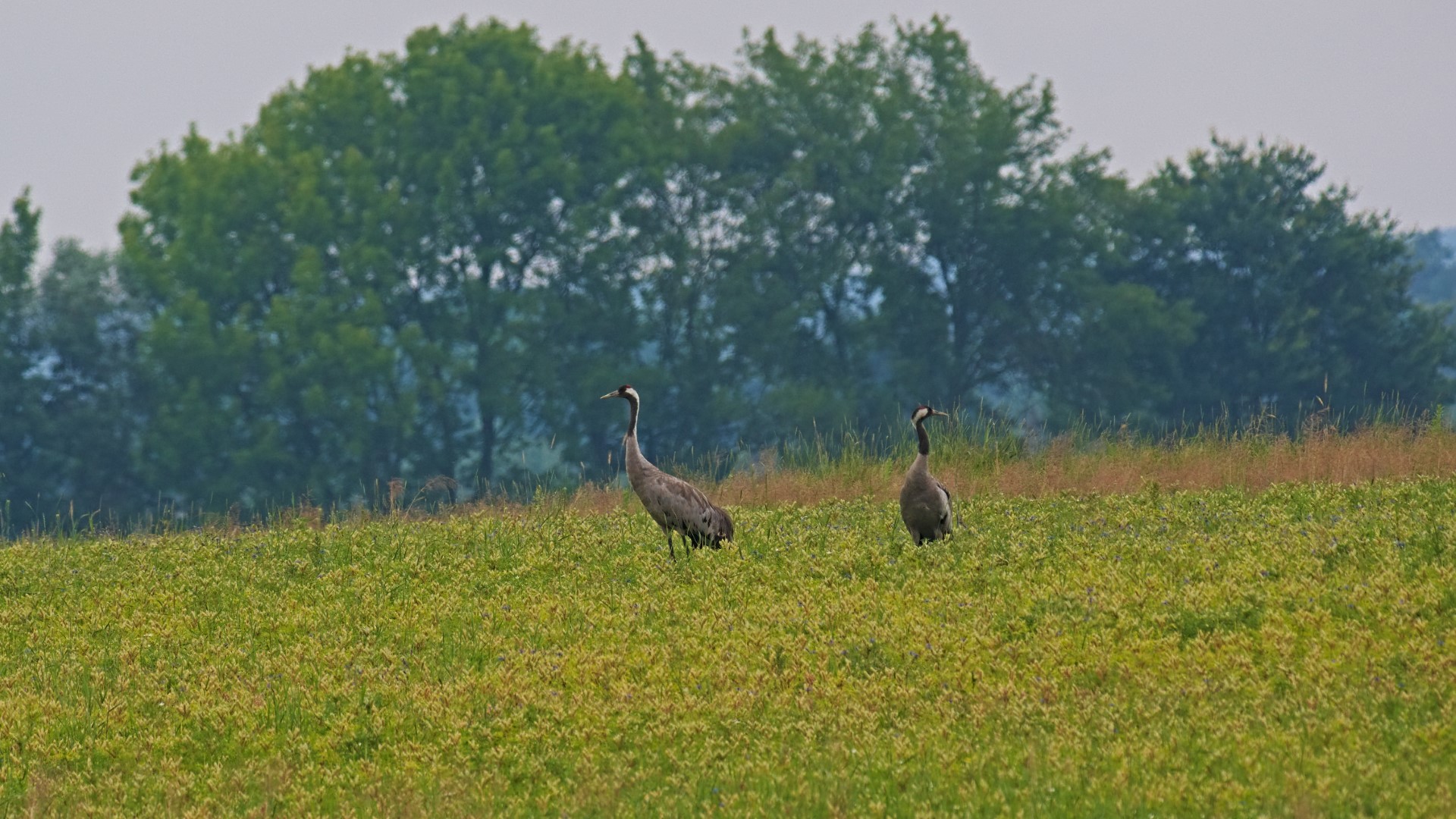 Common Crane